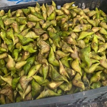 生老菱嫩菱批克
