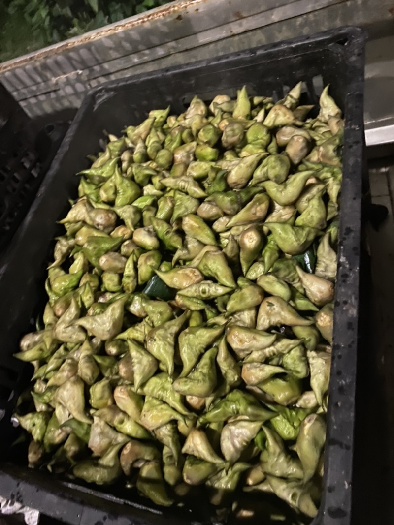 生老菱嫩菱批克