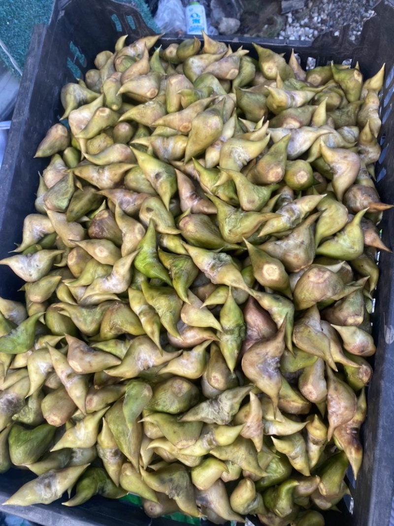 生老菱嫩菱批克