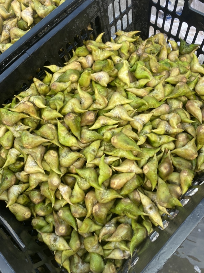生老菱嫩菱批克