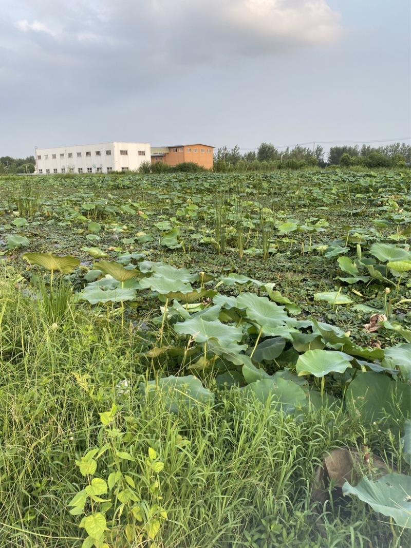 生老菱嫩菱批克
