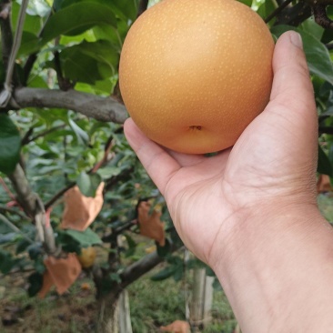 秋月梨