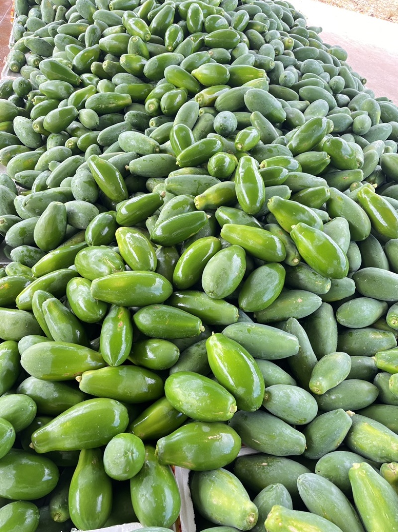 广东红心大青木瓜