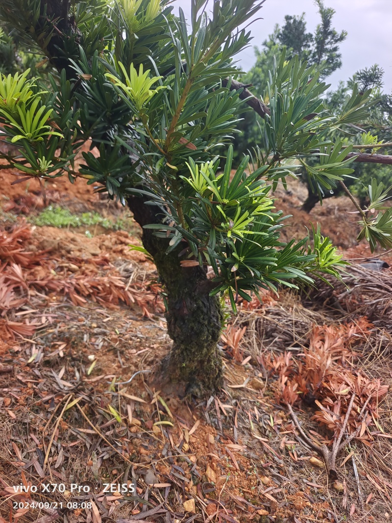 罗汉松盆景桩基地直发可视频看货