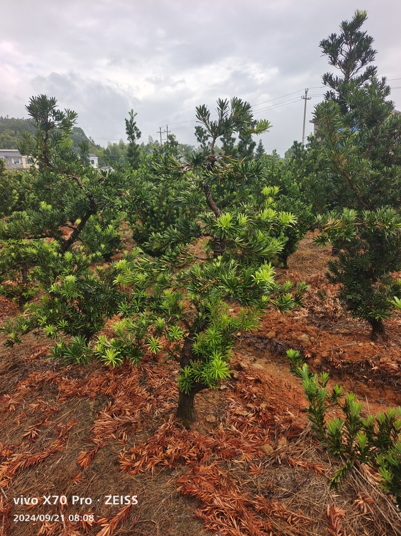 罗汉松盆景桩基地直发可视频看货