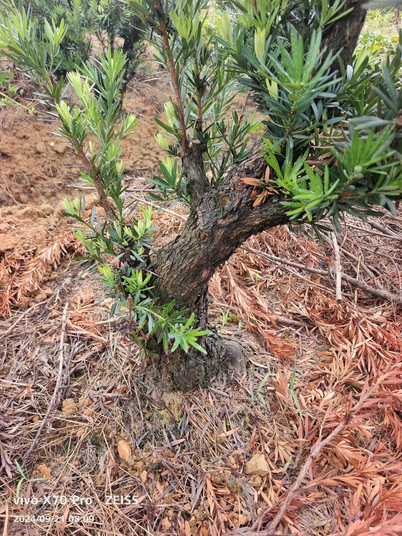 罗汉松盆景桩基地直发可视频看货
