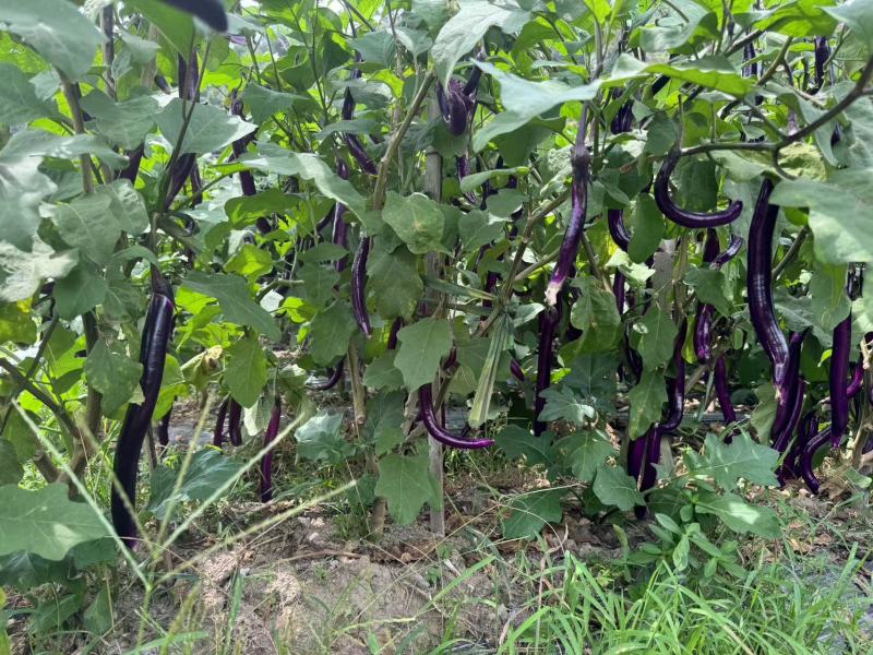[热卖]茄子线茄大量上市基地直供产地直发一手货源