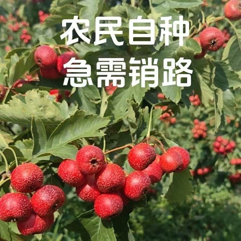 一件代发，2024山楂果新鲜农家山楂。支持电商