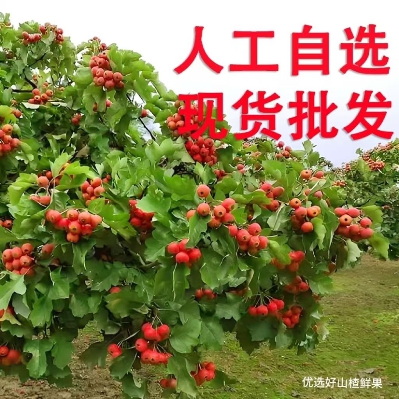 一件代发，2024山楂果新鲜农家山楂。支持电商