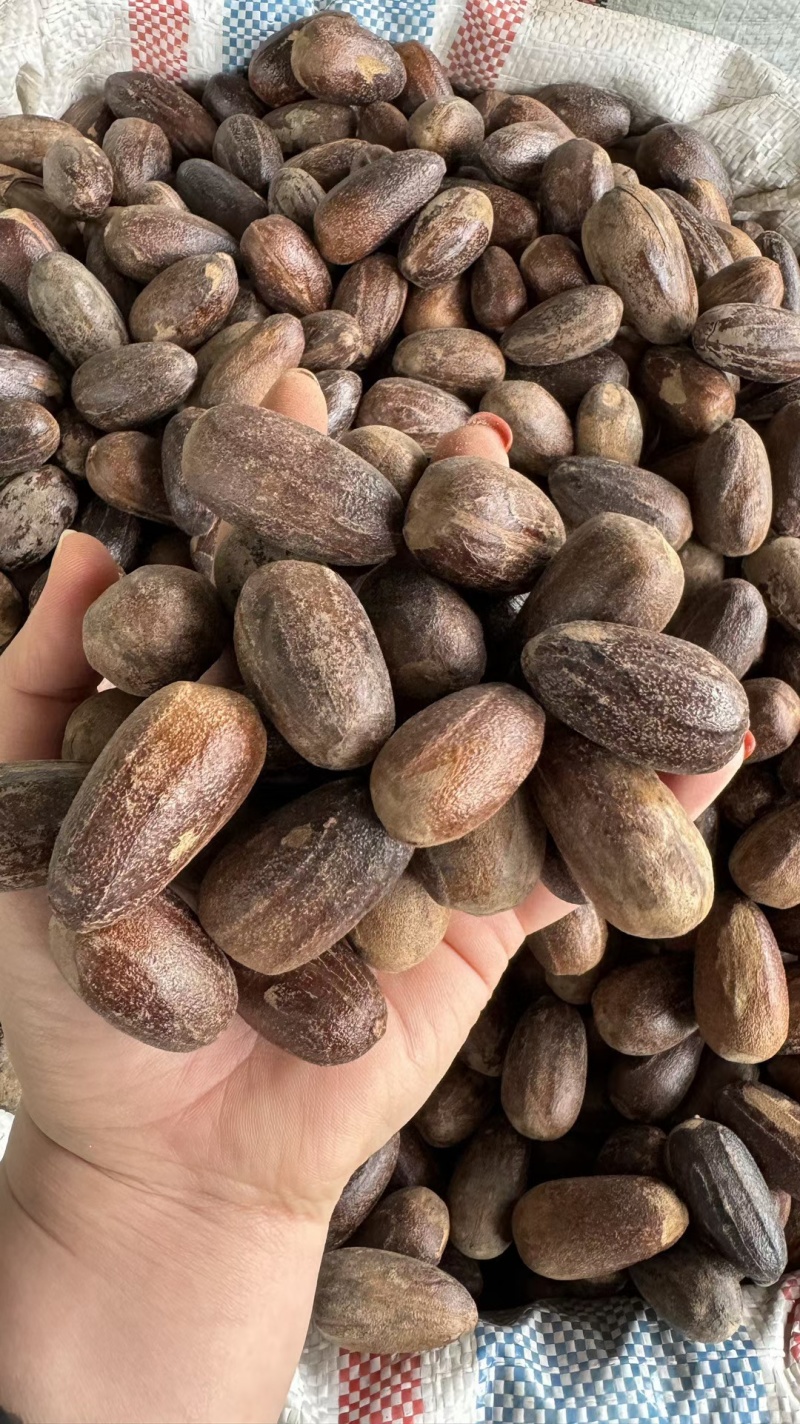 香果/长香果/精选好货/批发兼零售，量大可商议，全国包邮