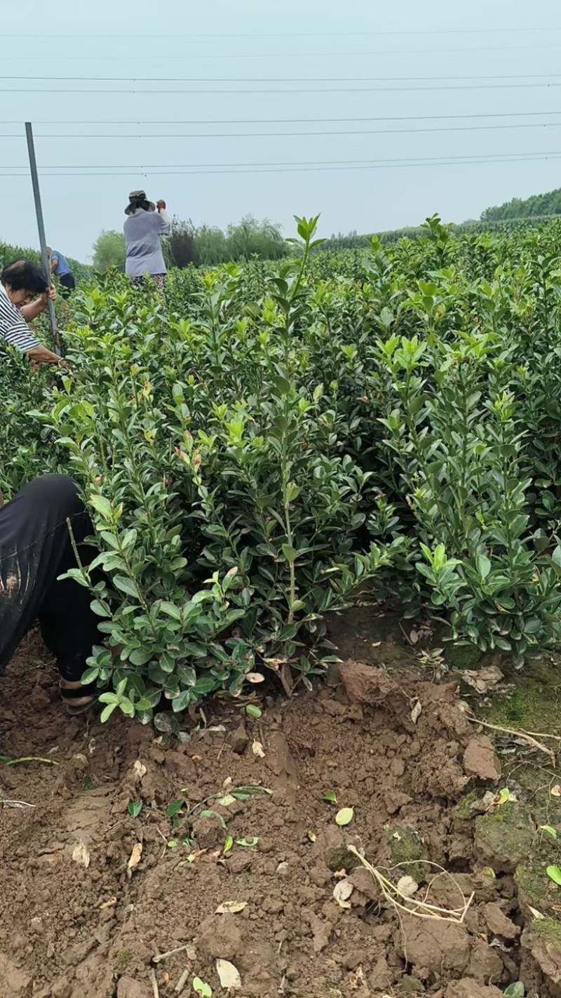 基地直发大叶黄杨，大叶黄杨球，价格实惠，没有中间商