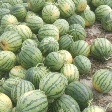 【新鲜美都西瓜，甜蜜多汁，**特惠】