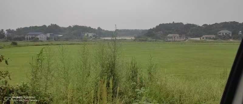 兰引三号优价处理