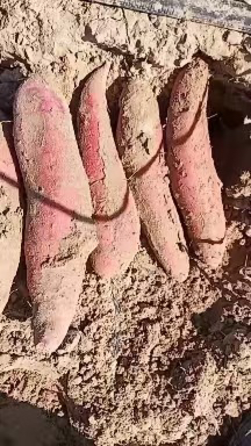 河北西瓜红红薯万亩基地低价格高品质大量出货