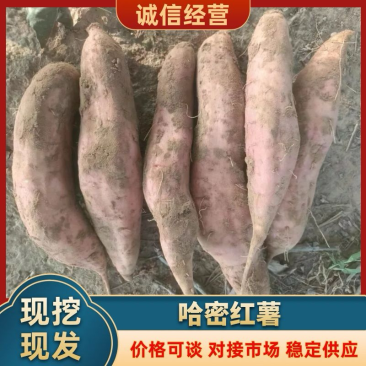 大名哈密红薯产地直供大量出货保质保量欢迎采购