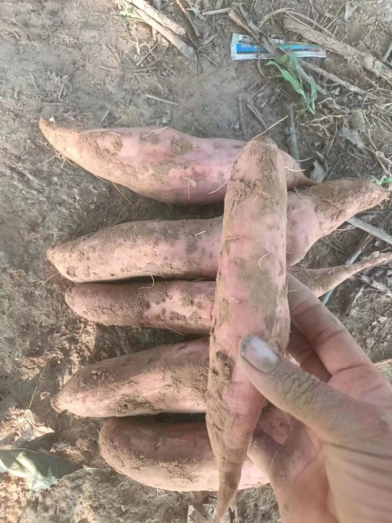 大名哈密红薯产地直供大量出货保质保量欢迎采购