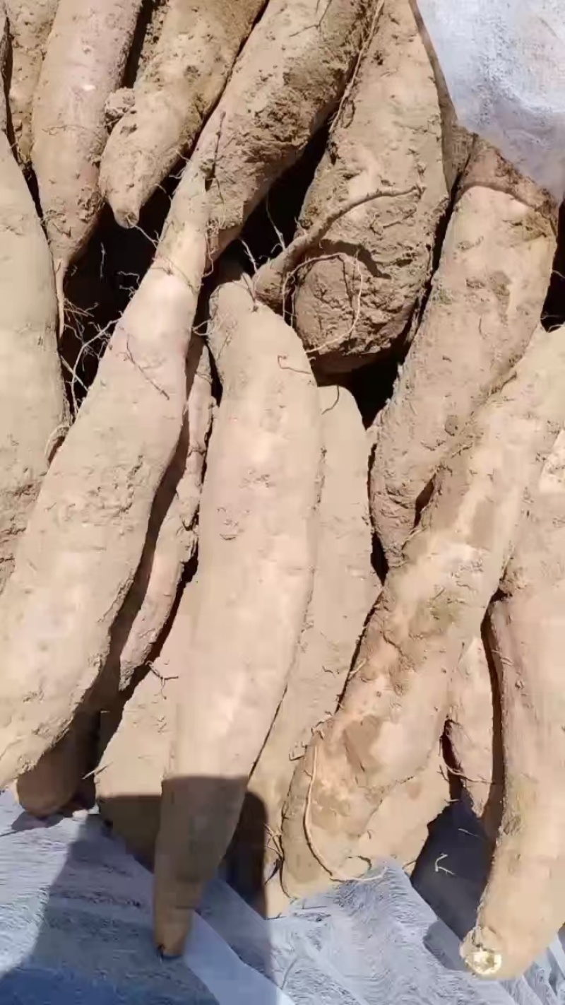 大名哈密红薯产地直供大量出货保质保量欢迎采购