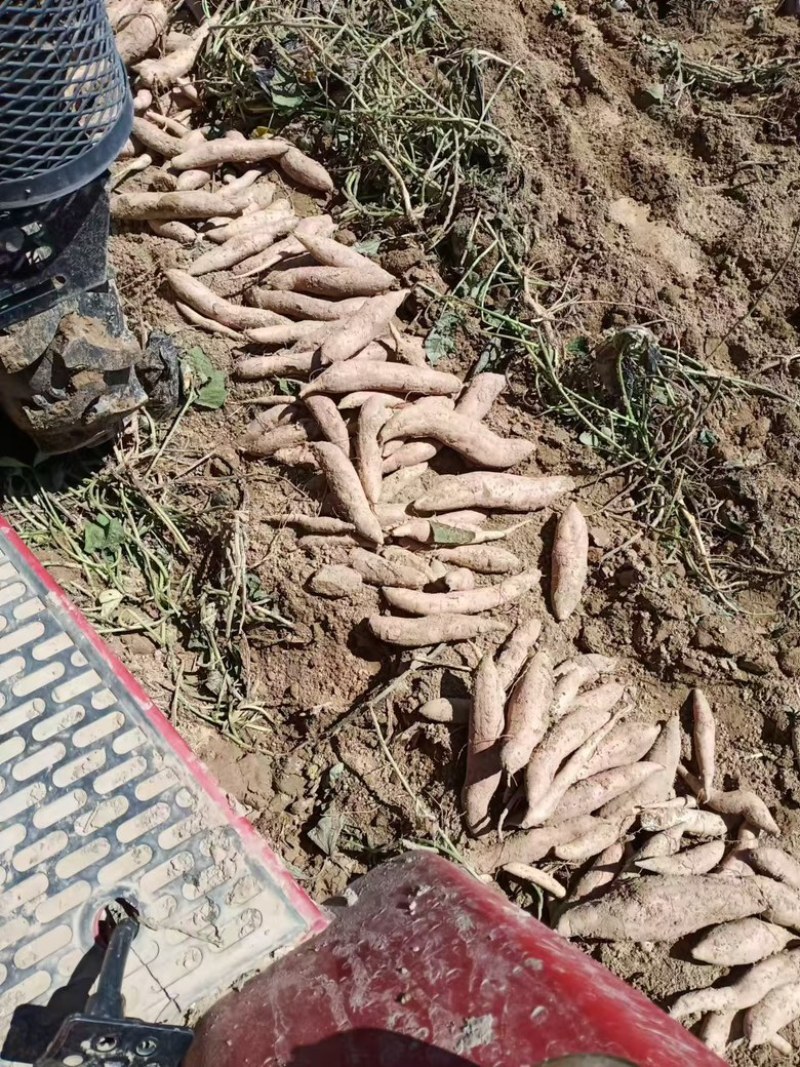 大名哈密红薯产地直供大量出货保质保量欢迎采购