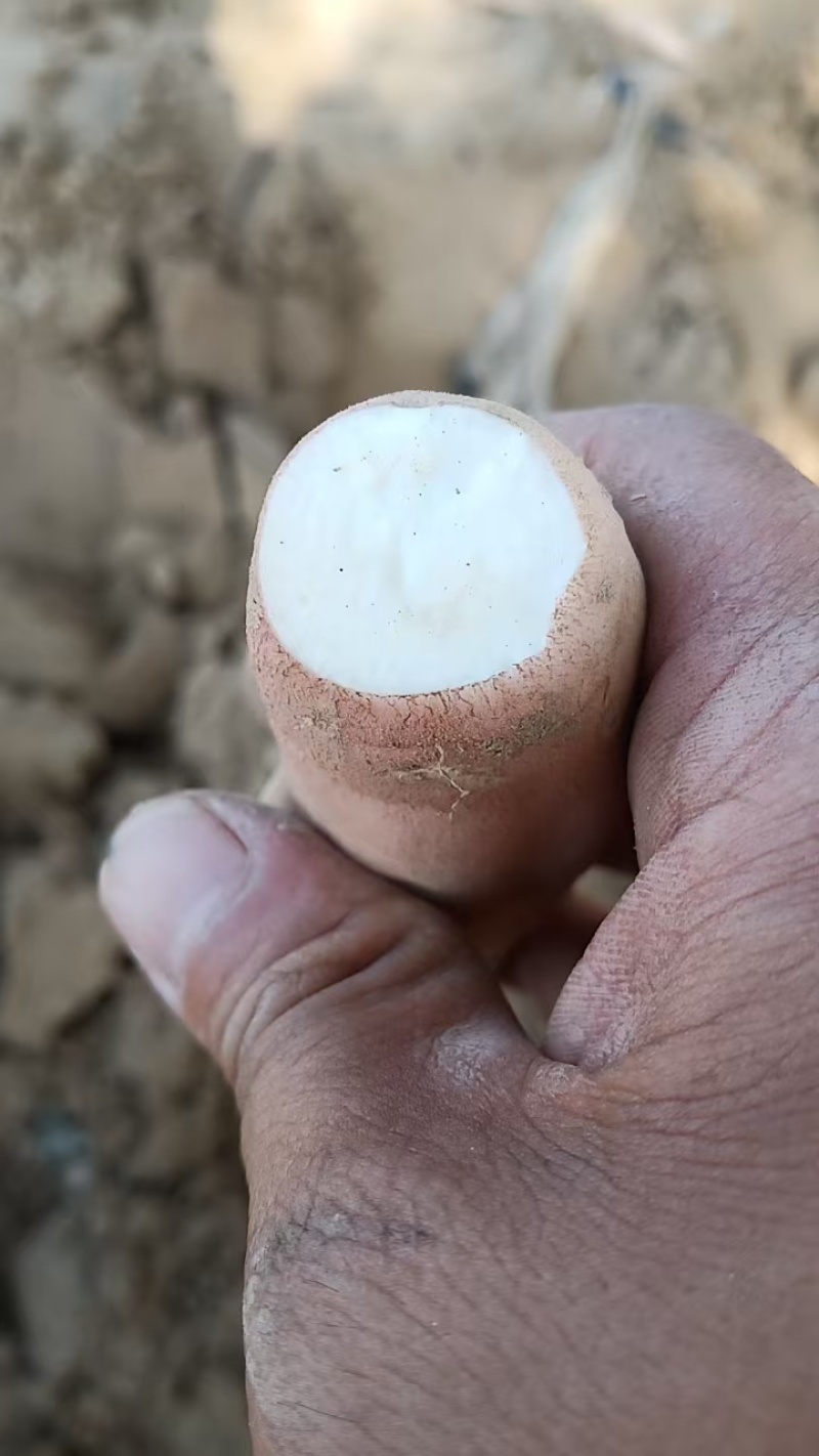 大名哈密红薯产地直供大量出货保质保量欢迎采购