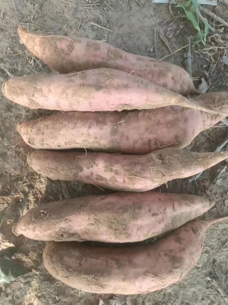 大名哈密红薯产地直供大量出货保质保量欢迎采购