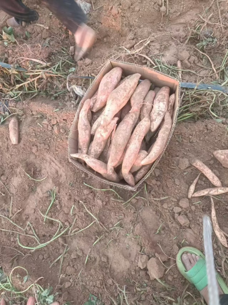 大名哈密红薯产地直供大量出货保质保量欢迎采购