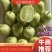 【一件代发】金童玉女拇指黄瓜，脆嫩可口，全国代发，价优