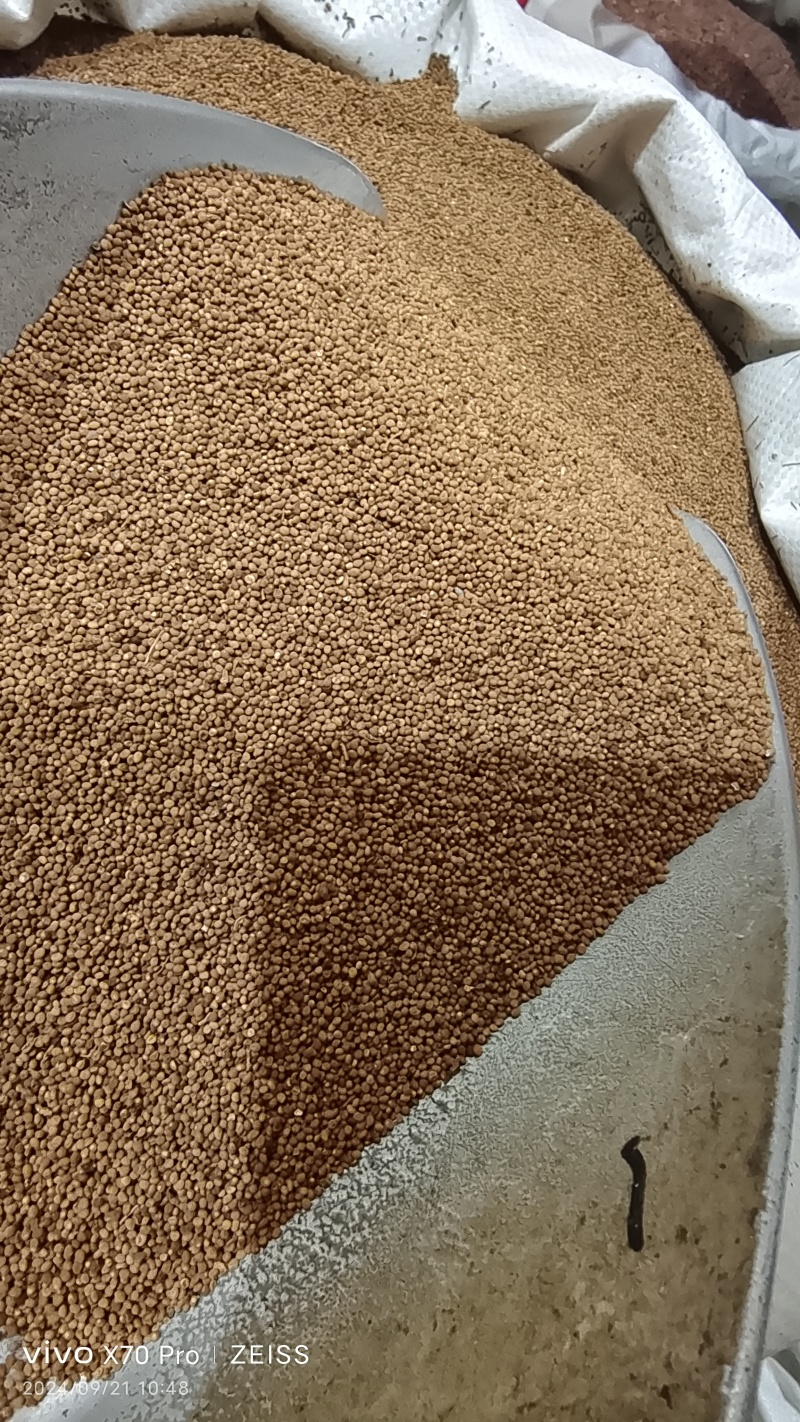 菟丝子内蒙干货无杂质含量高泡水泡酒煮茶量大从优