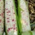 花糯玉米，满尖，包子饱满，无虫眼，无西赖子！
