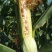 花糯玉米，满尖，包子饱满，无虫眼，无西赖子！