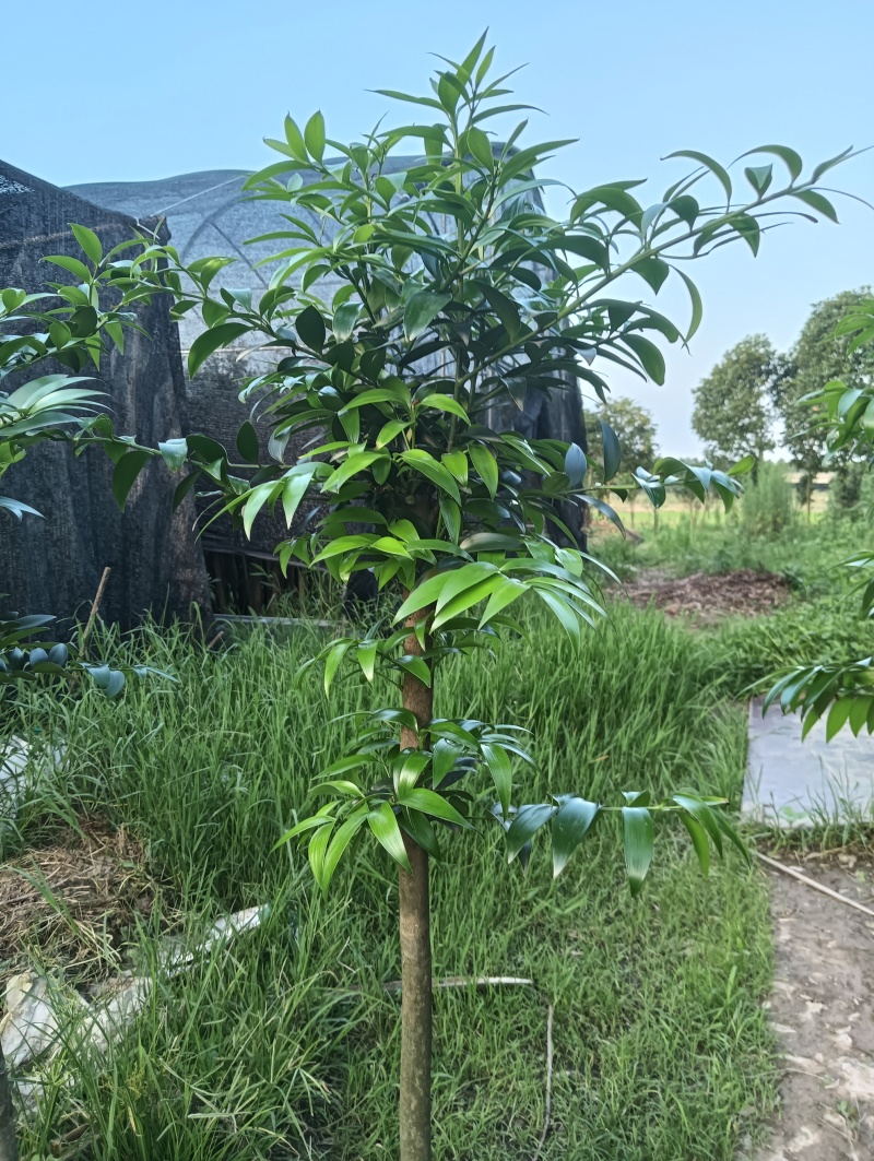 竹柏盆栽（小苗小树大树）
