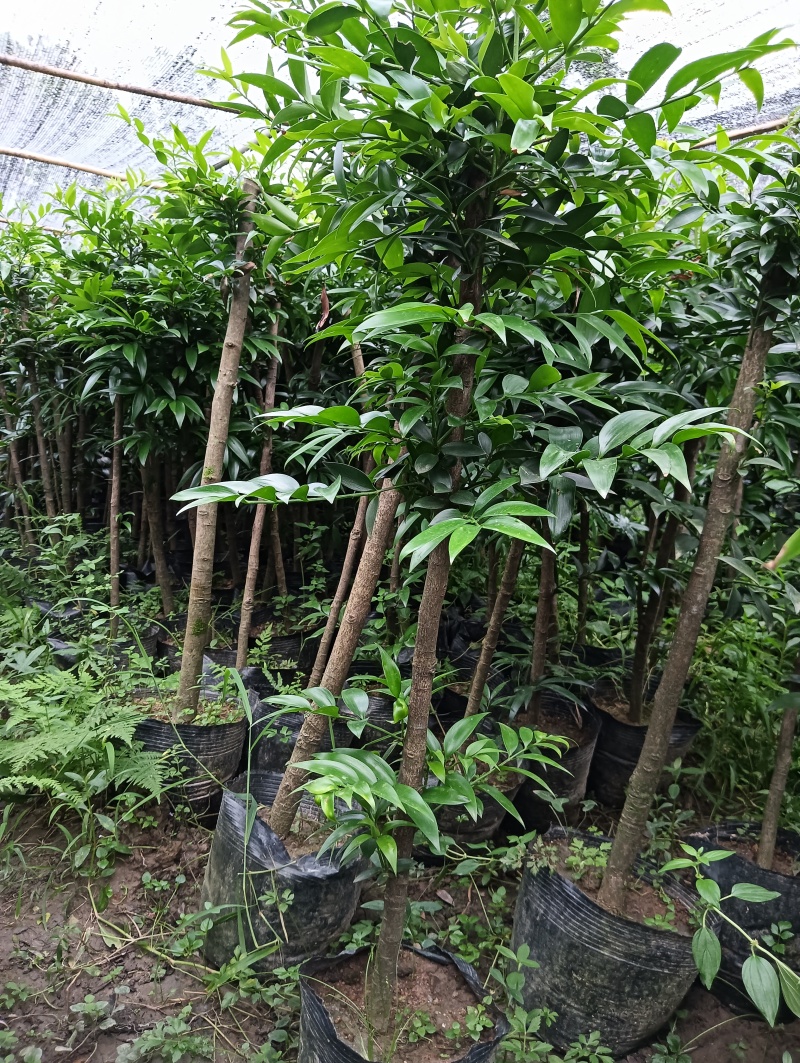 竹柏盆栽（小苗小树大树）