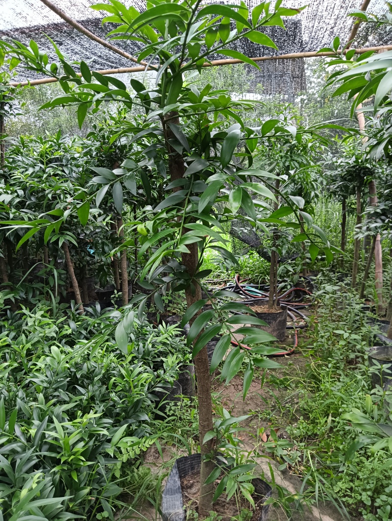 竹柏盆栽（小苗小树大树）