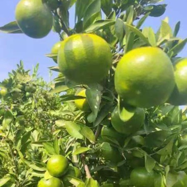 【精品特早蜜橘】湖南怀化蜜橘，口感甘甜，基地现货直发