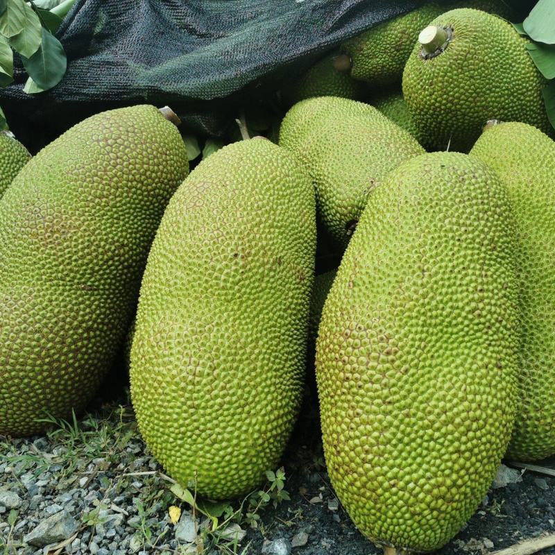 马来西亚1号菠萝蜜精品云南屏边大果低海拔山地