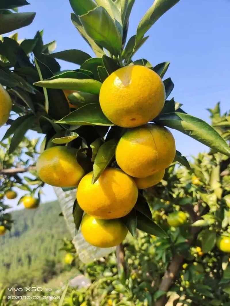 【精品特早蜜橘】湖南怀化蜜橘，口感甘甜，基地现货直发