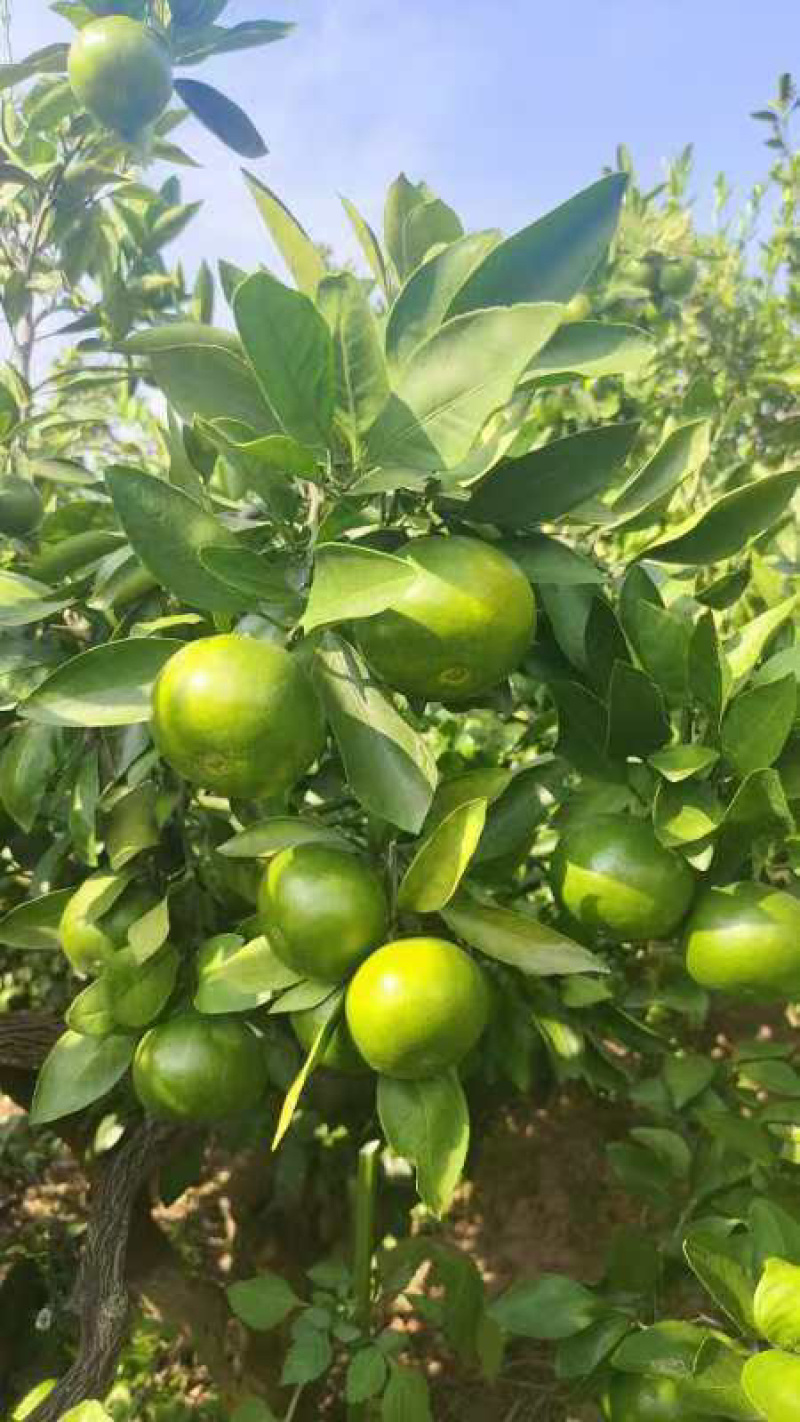 【精品特早蜜橘】湖南怀化蜜橘，口感甘甜，基地现货直发
