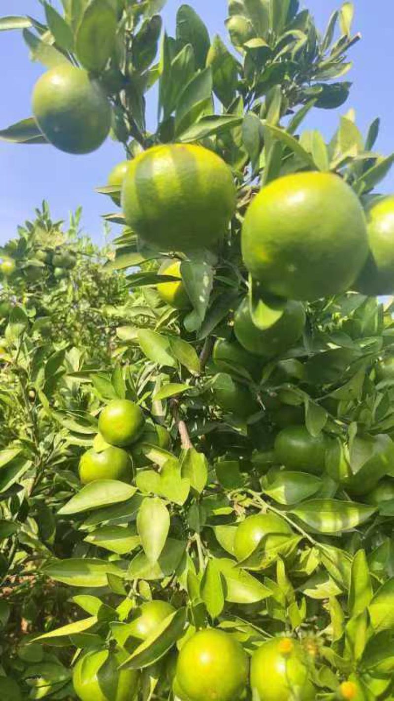 【精品特早蜜橘】湖南怀化蜜橘，口感甘甜，基地现货直发