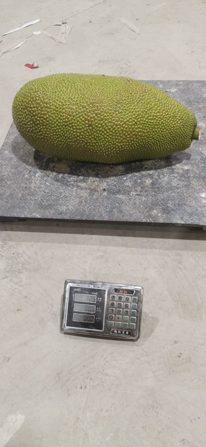马来西亚1号菠萝蜜精品云南屏边大果低海拔山地