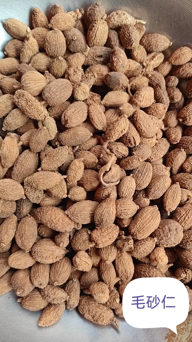 毛砂仁/精选好货/批发兼零售，量大可商议，全国包邮