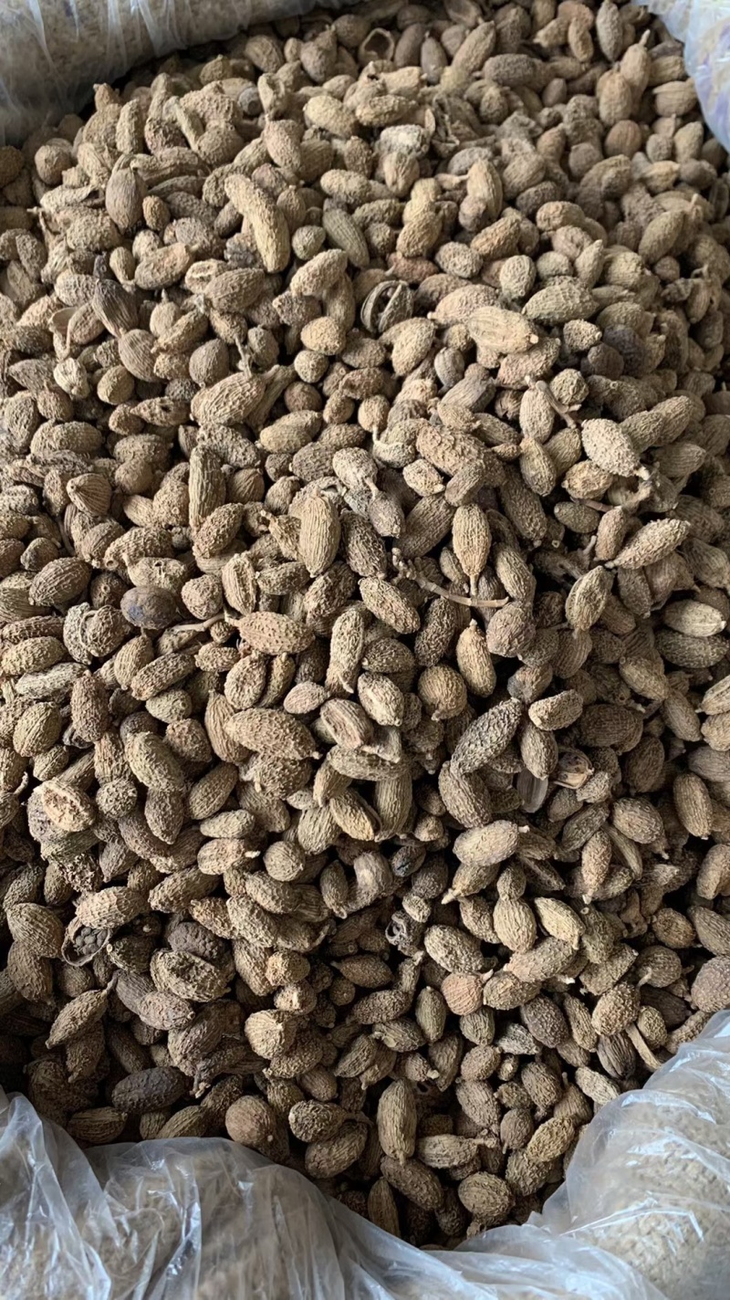 毛砂仁/精选好货/批发兼零售，量大可商议，全国包邮