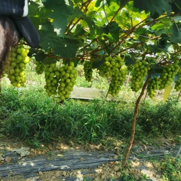 阳光玫瑰葡萄树
