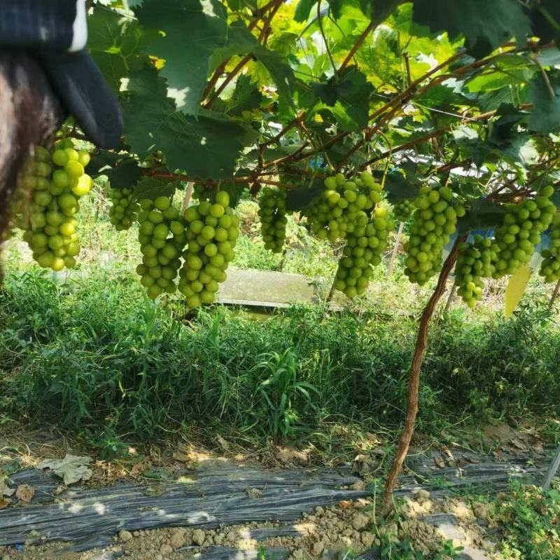 阳光玫瑰葡萄树