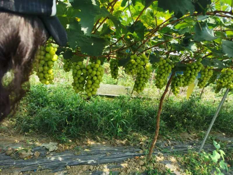阳光玫瑰葡萄树
