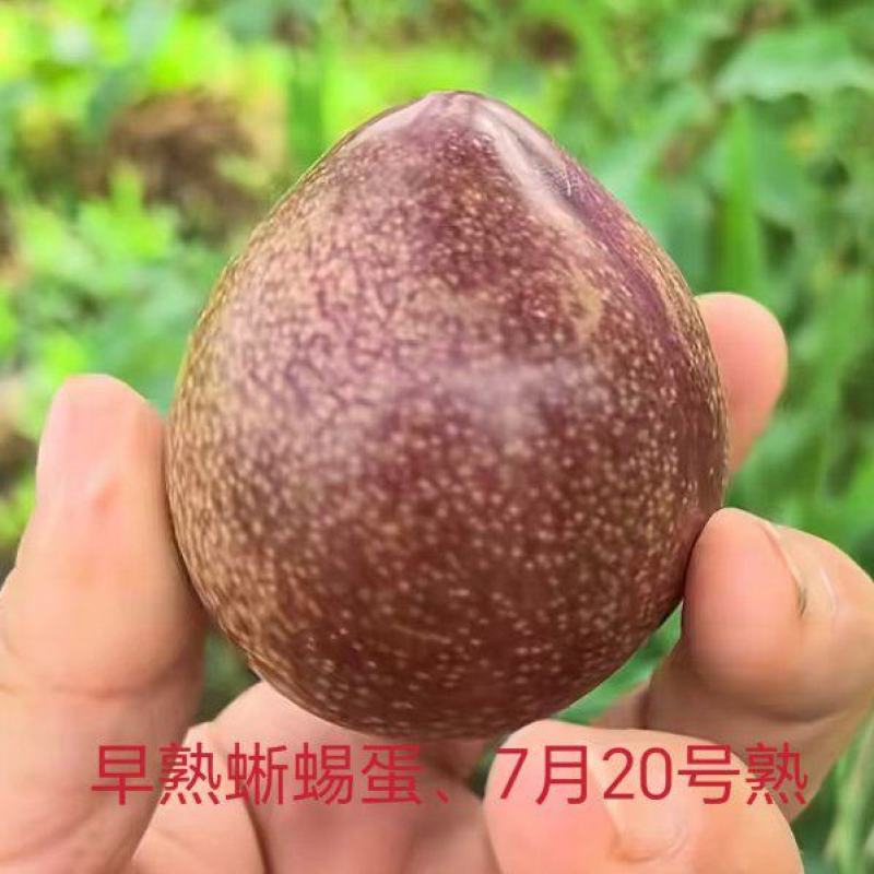 蜥蜴蛋李子苗早熟李子苗值株健壮美国杏李帝王李子苗