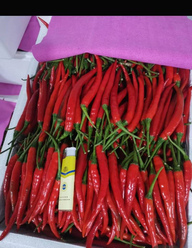 云南精品小米辣椒，场地发货，货源充足，量大从优