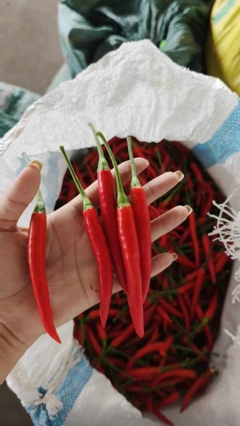 云南精品小米辣椒，场地发货，货源充足，量大从优