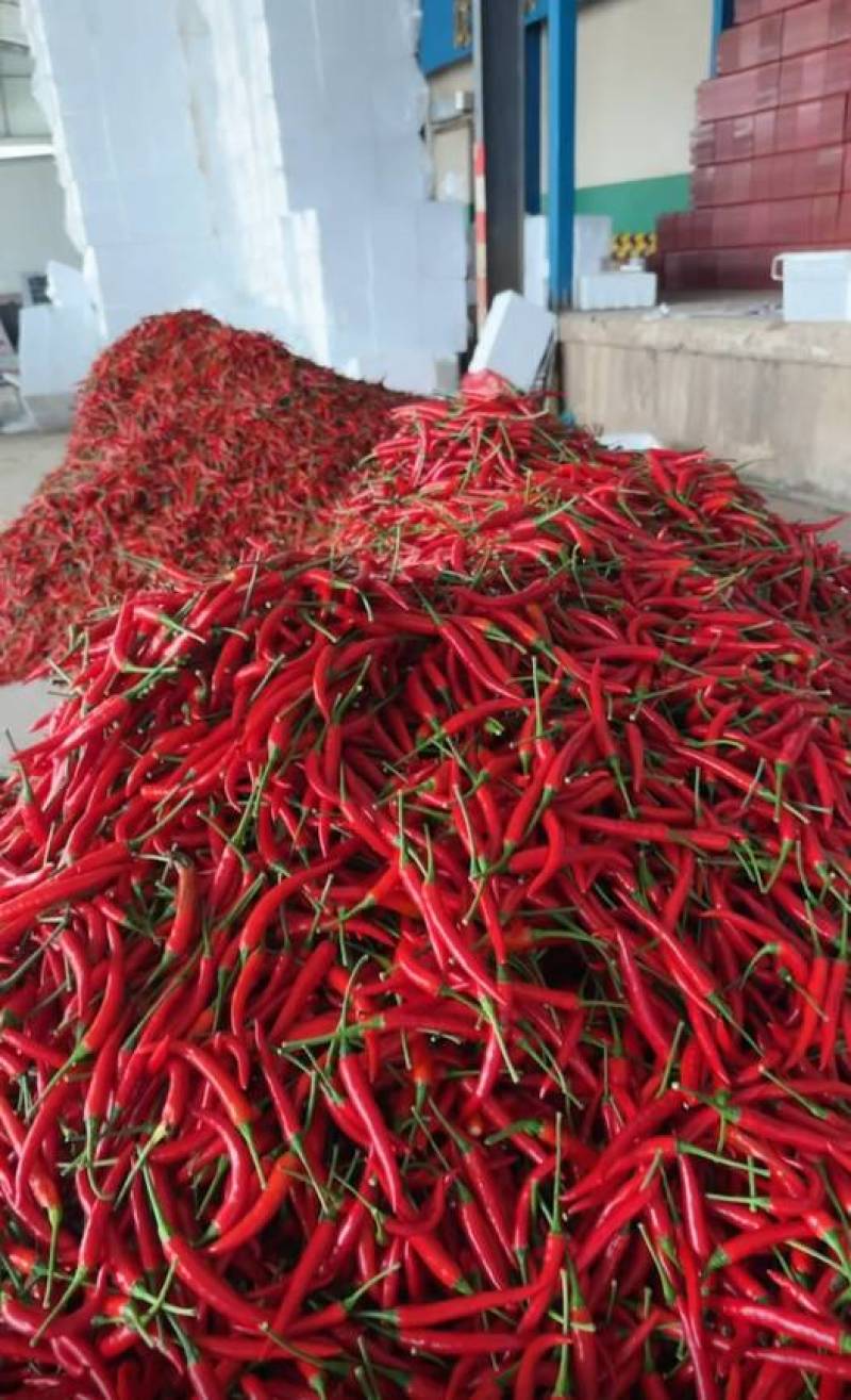 云南精品小米辣椒，场地发货，货源充足，量大从优