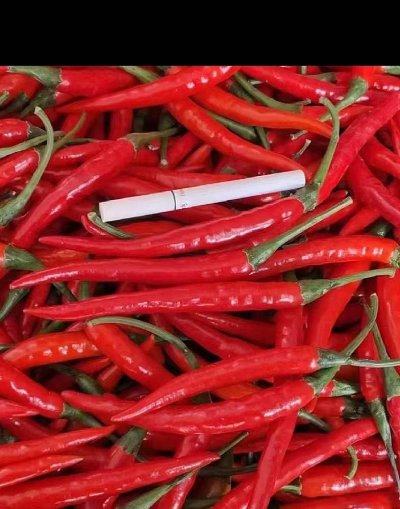 云南精品小米辣椒，场地发货，货源充足，量大从优