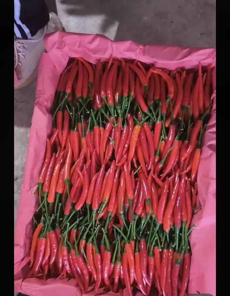 云南精品小米辣椒，场地发货，货源充足，量大从优