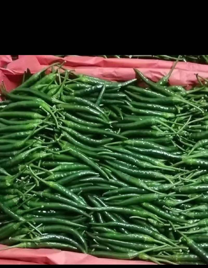 云南精品小米辣椒，场地发货，货源充足，量大从优